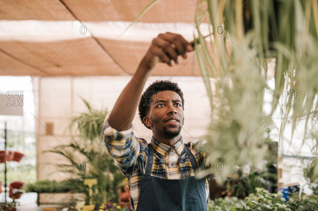 Young male worker cutting leaves from plant hanging in greenhouse