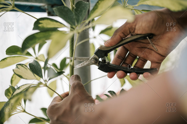 Hands of young male farmer pruning plant with shears at greenhouse