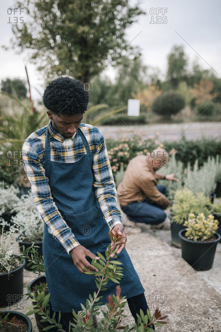 Young male worker examining plant with owner in background at greenhouse