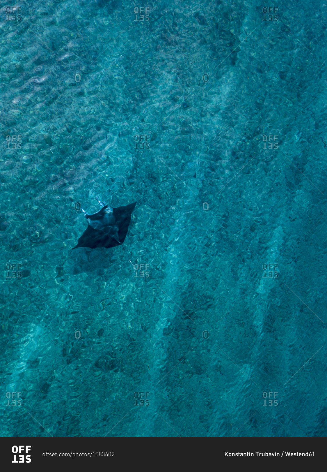 Drone shot of sea devil swimming in turquoise sea at Maldives