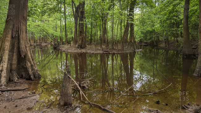 Bald Cypress trees reflecting in the waters of Cedar Creek in the Congaree National Park in South Carolina
