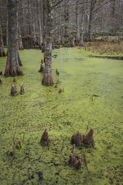 Swamp filled with algae and Cypress trees in Mattamuskeet National Wildlife Refugee in North Carolina
