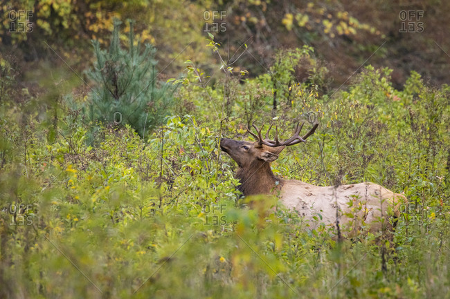 A beautiful bull elk surrounded by greenery in Great Smoky Mountains National Park