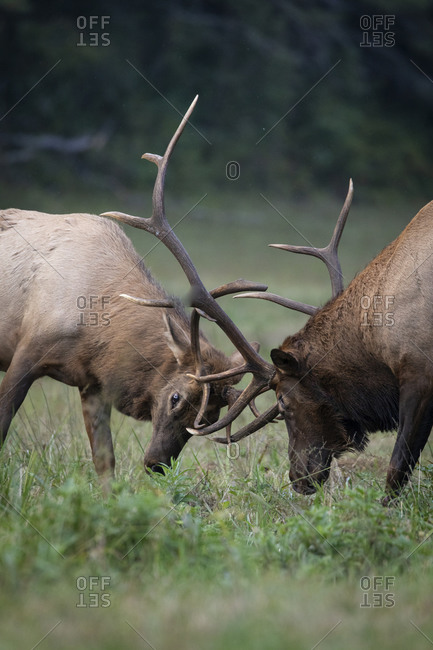 Two bull elk playing together in a field in Great Smoky Mountains National Park