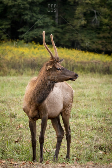 A young bull elk in a field in Great Smoky Mountains National Park, Cataloochee, North Carolina