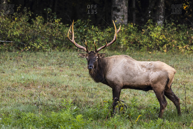 Full grown bull elk in Great Smoky Mountains National Park