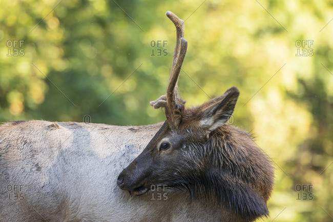 Young male elk in the Great Smoky Mountains National Park, Cataloochee, North Carolina