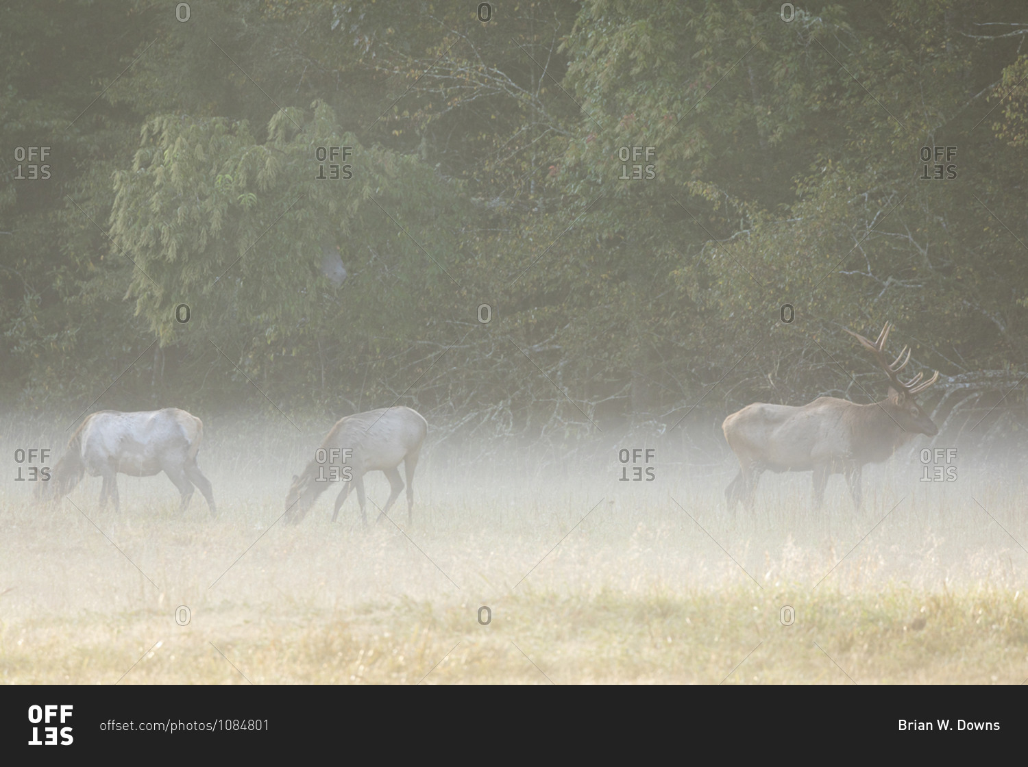 Three elk in a foggy field in Cataloochee Valley in the Great Smoky Mountains of North Carolina