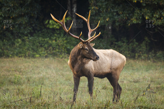 A full grown bull elk in Great Smoky Mountains National Park in North Carolina
