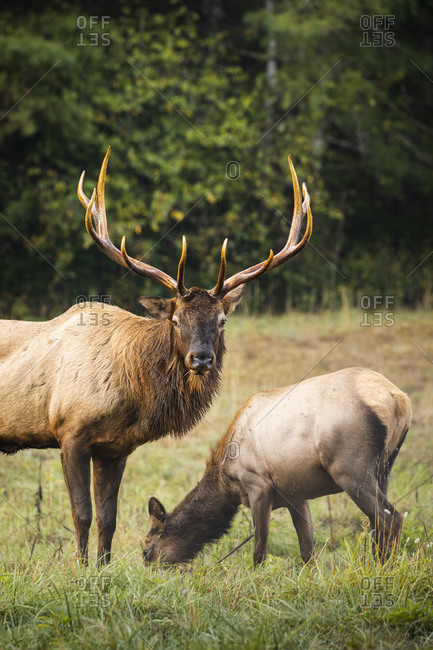 A full grown bull elk standing beside a cow elk in Great Smoky Mountains National Park in North Carolina