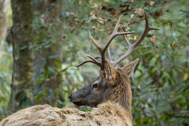 Close up of a bull elk in the woods looking away at Great Smoky Mountains National Park, Cataloochee, North Carolina