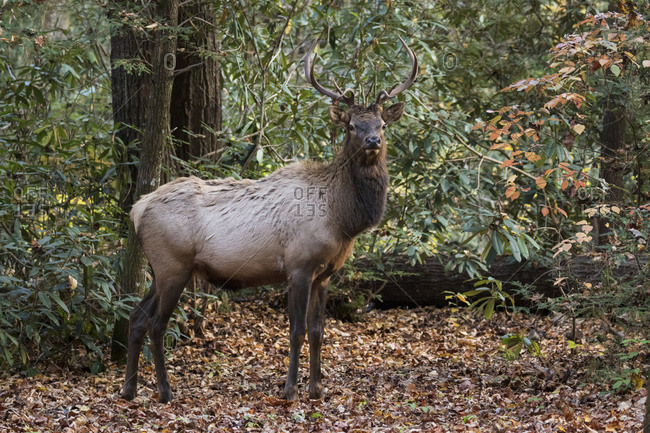 Bull elk walking through the woods in Great Smoky Mountains National Park, Cataloochee, North Carolina