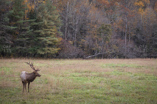 Bull elk with large antlers in a field at Great Smoky Mountains National Park, Cataloochee, North Carolina