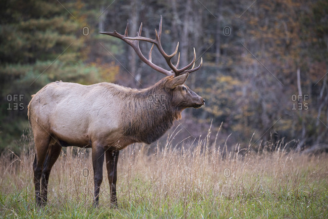 Male elk in a field at Great Smoky Mountains National Park, Cataloochee, North Carolina