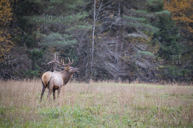 A large male elk in a field calling out to female at Great Smoky Mountains National Park, Cataloochee, North Carolina