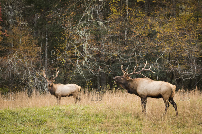 Two large male elk in a field with one calling out to female at Great Smoky Mountains National Park, Cataloochee, North Carolina