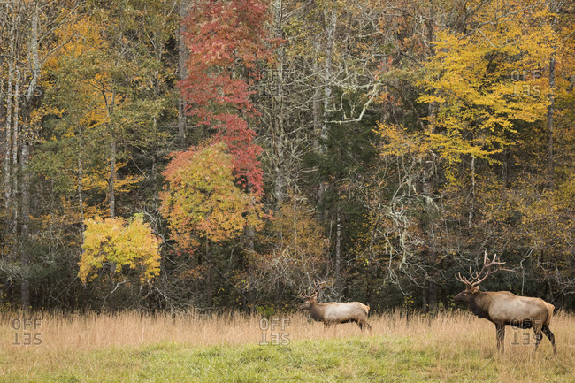 Two large male elk in a meadow at Great Smoky Mountains National Park, Cataloochee, North Carolina