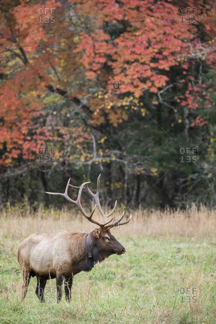 A large male elk with tracker around neck in a fall field at Great Smoky Mountains National Park, Cataloochee, North Carolina