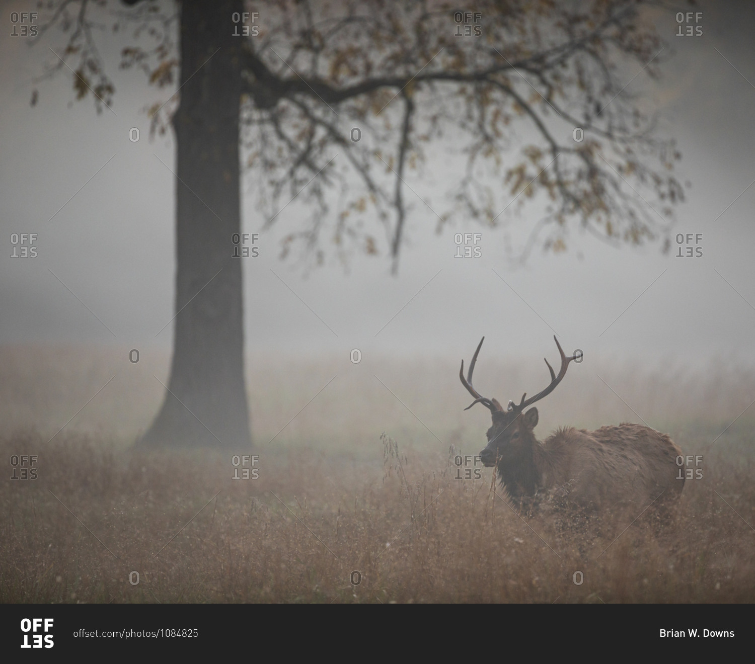 Foggy field with a large bull elk walking in Great Smoky Mountains National Park, Cataloochee, North Carolina
