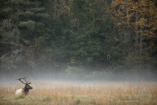 Bull elk walking a foggy field in autumn at Great Smoky Mountains National Park, Cataloochee, North Carolina