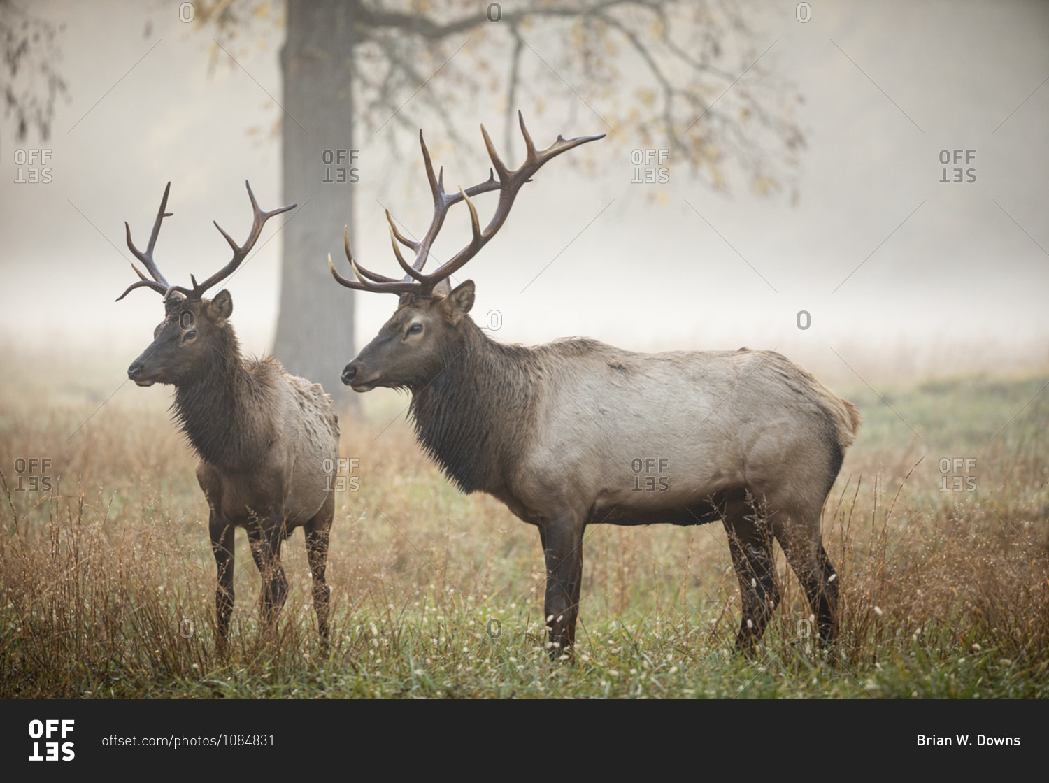 Two male elks in a foggy field in autumn at Great Smoky Mountains