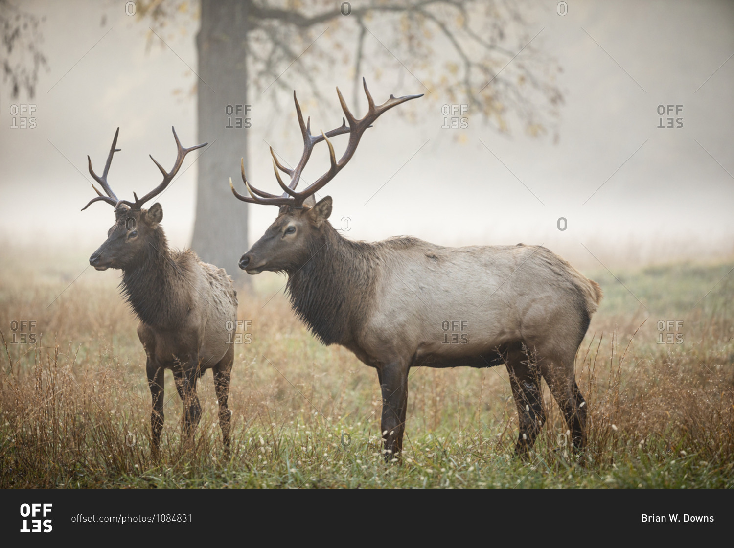 Two male elks in a foggy field in autumn at Great Smoky Mountains National Park, Cataloochee, North Carolina