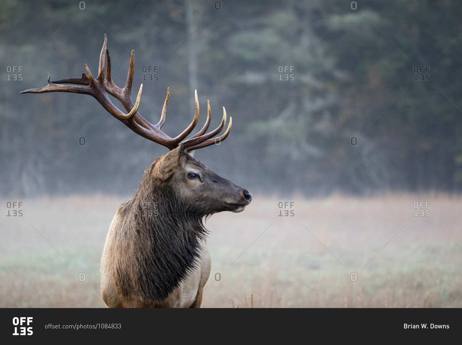 A beautiful bull elk in a foggy field in autumn at Great Smoky Mountains National Park, Cataloochee, North Carolina