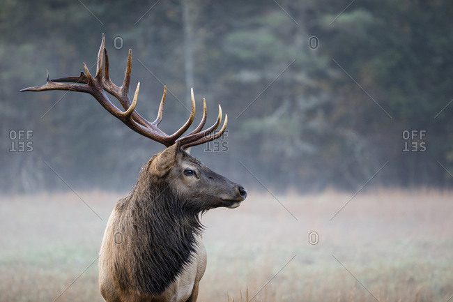 A beautiful bull elk in a foggy field in autumn at Great Smoky Mountains National Park, Cataloochee, North Carolina