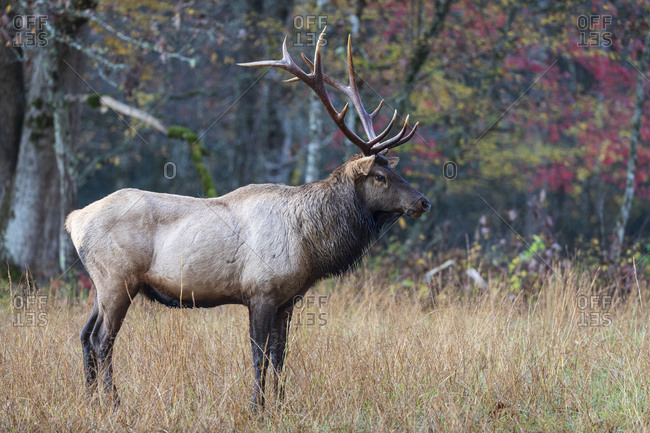Bull elk walking through a meadow in autumn in the Great Smoky Mountains National Park