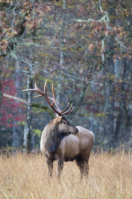 Large male elk walking through a meadow in autumn in the Great Smoky Mountains National Park