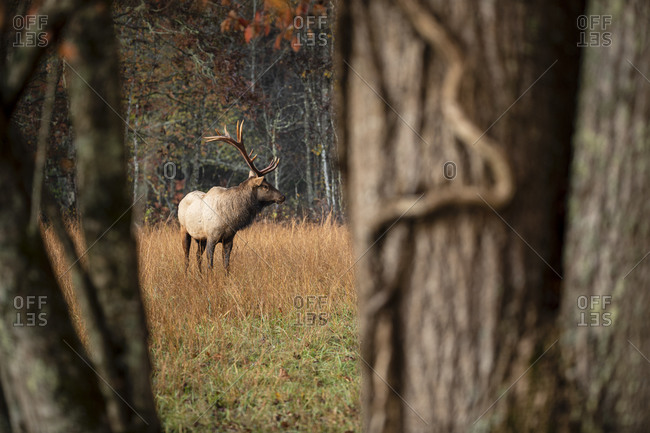 View through trees of a male elk in a meadow in autumn in the Great Smoky Mountains National Park
