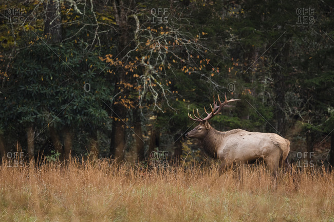 Male elk in front of forest in Great Smoky Mountains National Park, Cataloochee, North Carolina