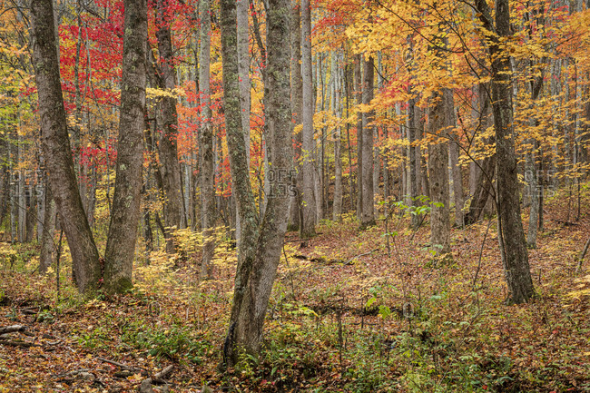 Red and yellow autumn foliage in Great Smoky Mountains National Park, Cataloochee, North Carolina