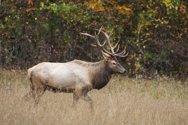 Large bull elk walking through meadow in fall, Great Smoky Mountains National Park, Cataloochee, North Carolina