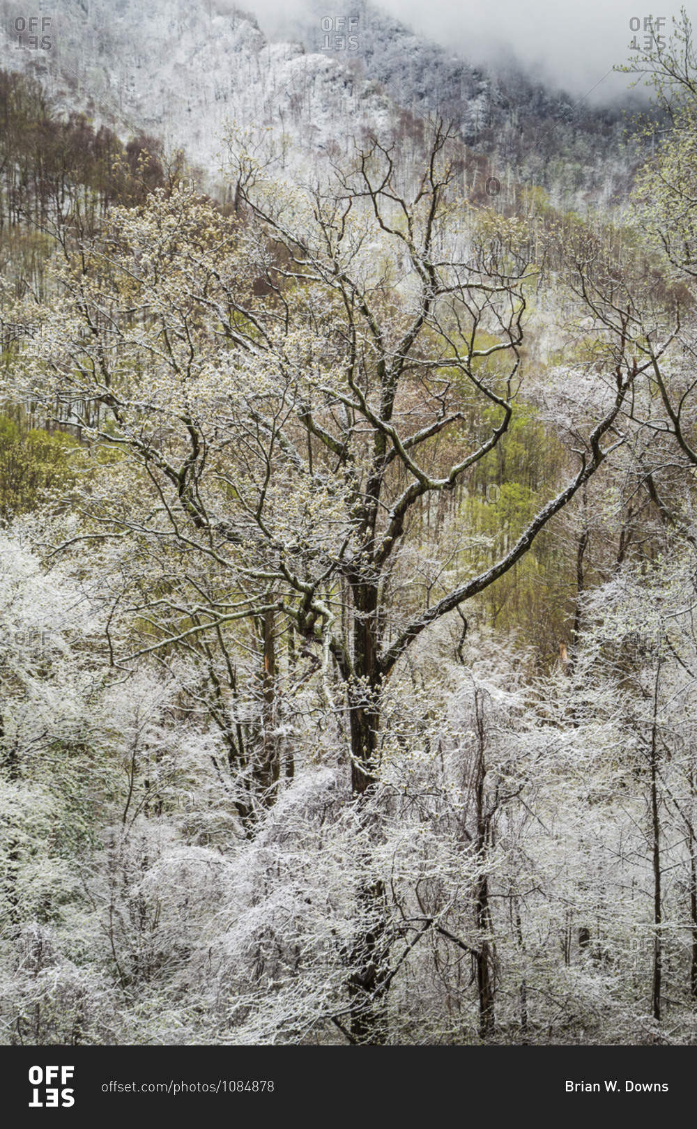 Snow covered trees in Great Smoky Mountains National Park in Tennessee