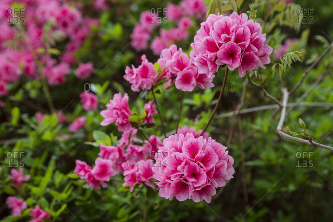 Azalea Flower Stock Photos Offset