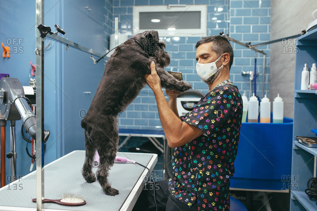 Side view of male groomer in fabric mask grooming fur of obedient dog while working in modern salon during coronavirus pandemic