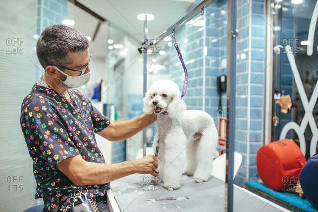 Side view of male groomer in mask and with scissors cutting fur of white fluffy Miniature Poodle in grooming salon