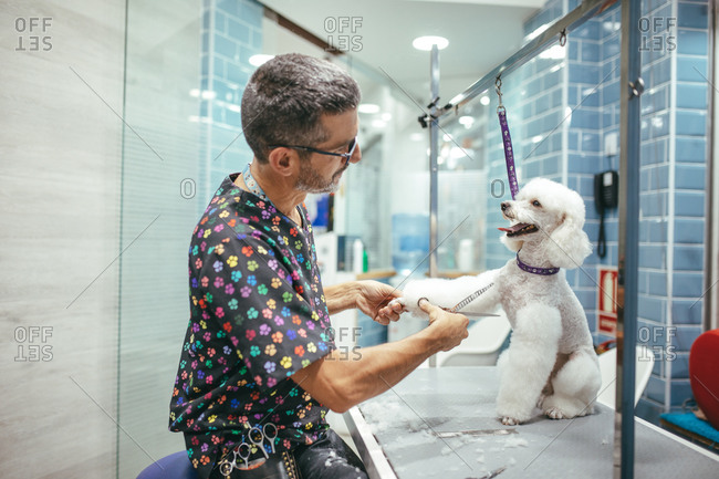Side view of male groomer in mask and with scissors cutting fur of white fluffy Miniature Poodle in grooming salon