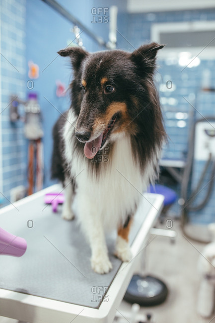 Unrecognizable groomer with hair dryer drying fur of Rough Collie in contemporary grooming salon