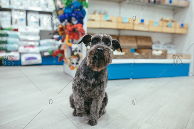 how to make schnauzer legs fluffy