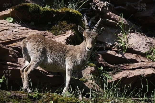Iberian wild goat or Spanish ibex standing on rocky slope with green moss in mountains in summer day