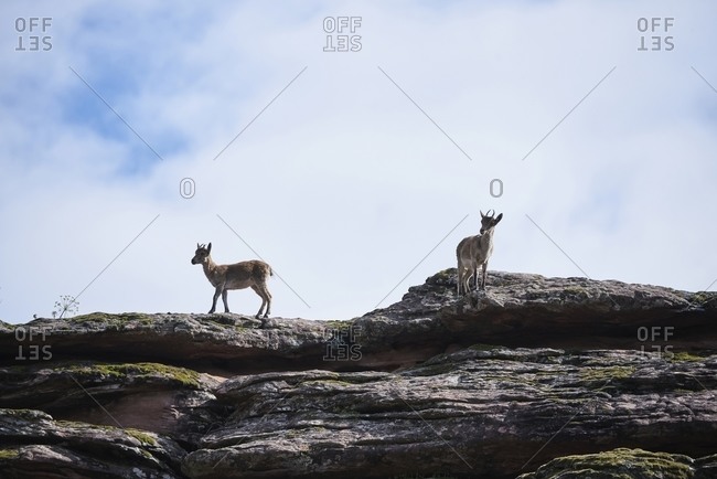 Low angle of Iberian wild goats or Spanish ibex standing on rocky slope with green moss in mountains in summer day