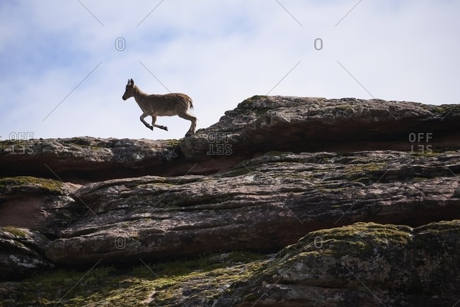 Low angle of Iberian wild goat or Spanish ibex standing on rocky slope with green moss in mountains in summer day