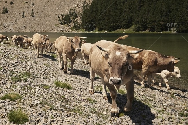 Herd of domestic cows pasturing in lush grassy mountainous valley on sunny day in summer