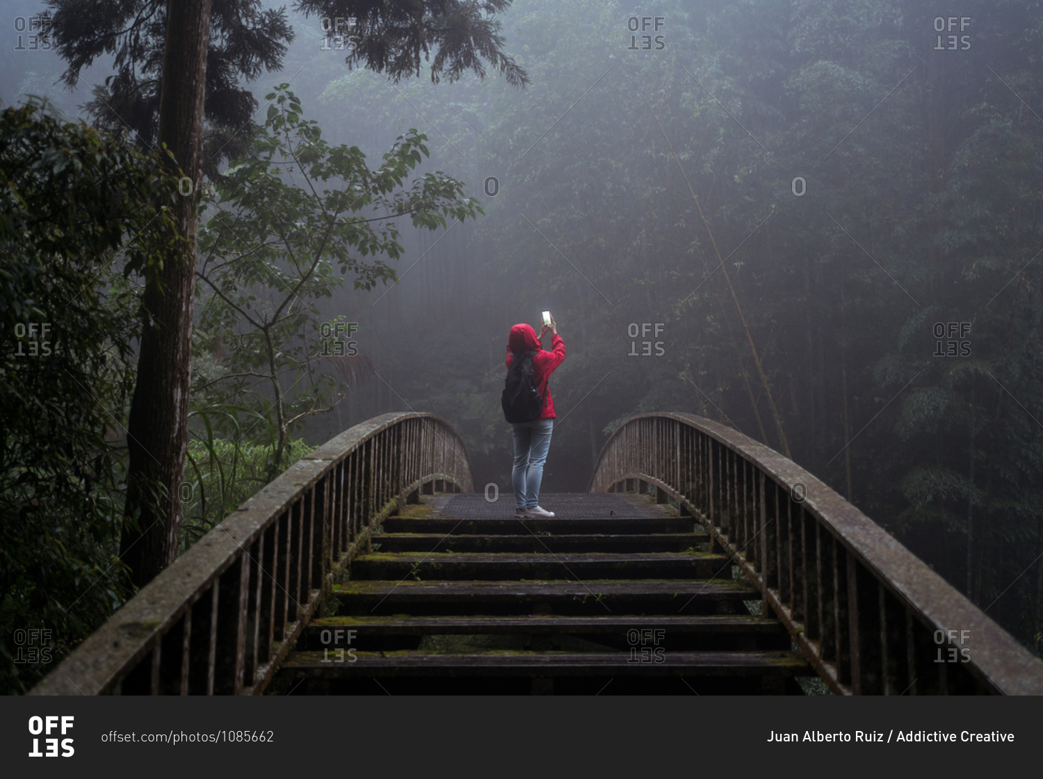Low angle back view of anonymous hiker in hoody raincoat standing on footbridge and taking picture of nature while hiking alone in green coniferous forest in foggy rainy weather