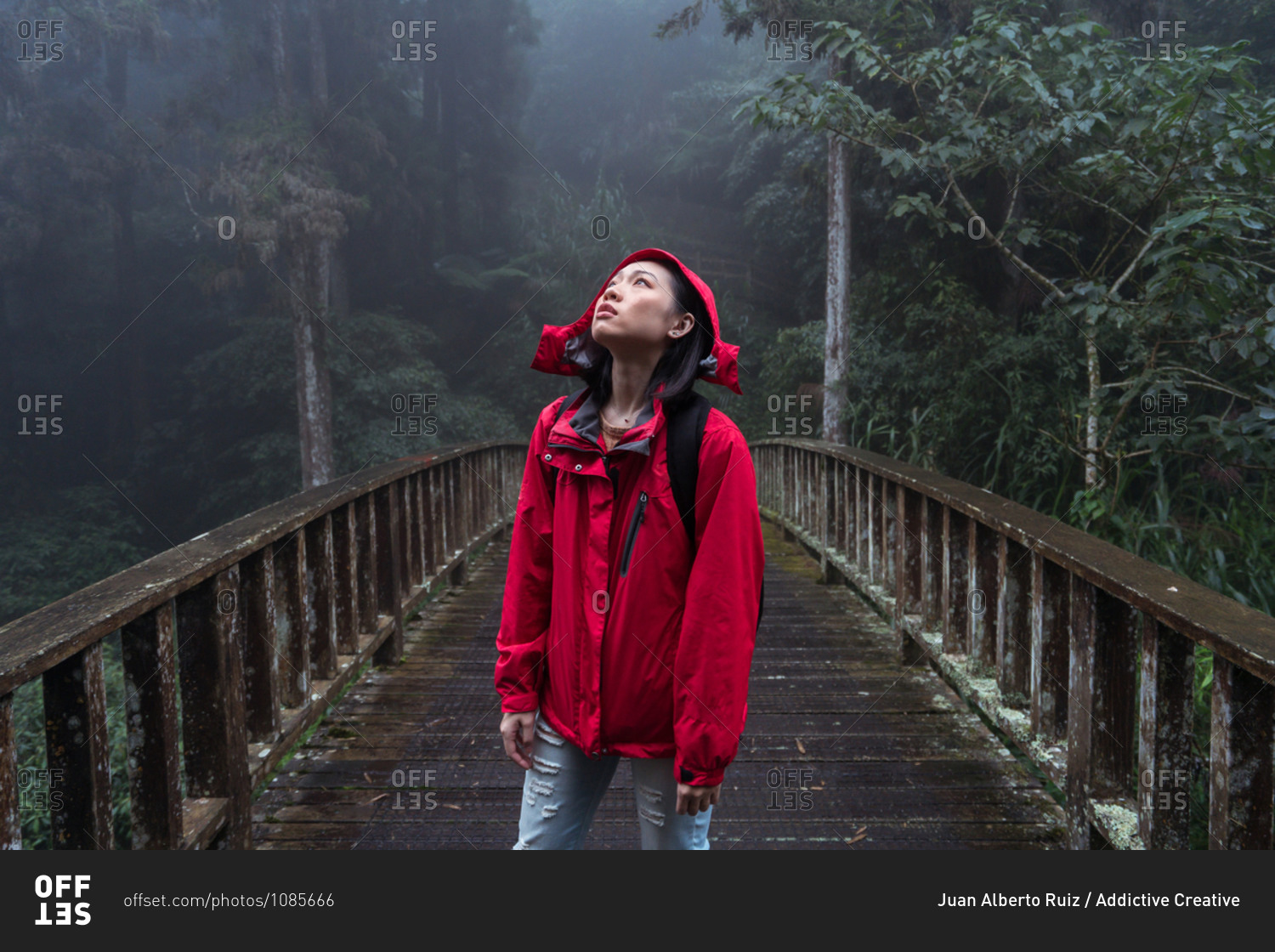 Young Asian female backpacker in red raincoat standing on old wooden footbridge and looking up while exploring foggy woods in rainy weather