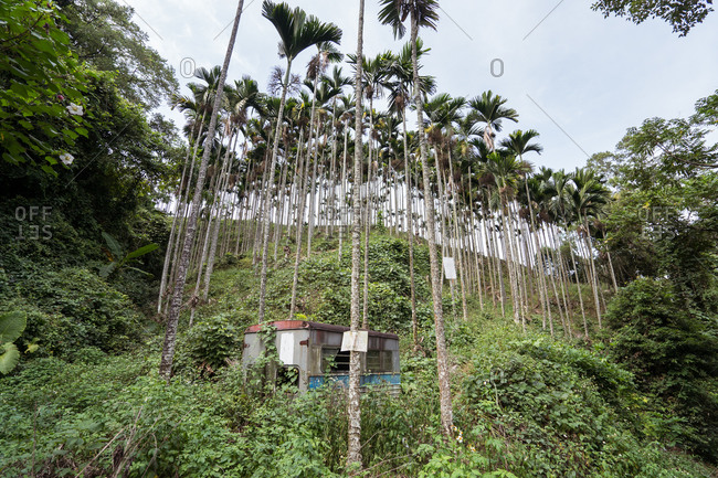 From below of green areca palm trees growing on slope in mountainous area in Taichung
