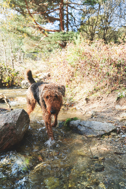 Happy wet Erdelterier purebred dog standing in water of flowing creek in nature