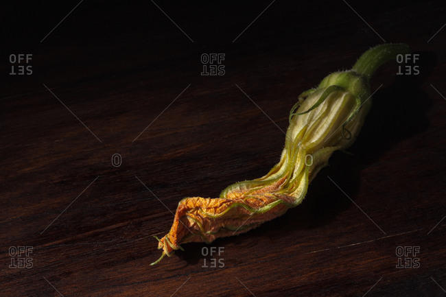 Baroque painting style still life with fresh edible zucchini flowers composed on dark wooden surface with pictorial light